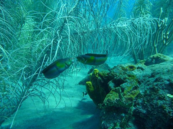 identification d'un poisson