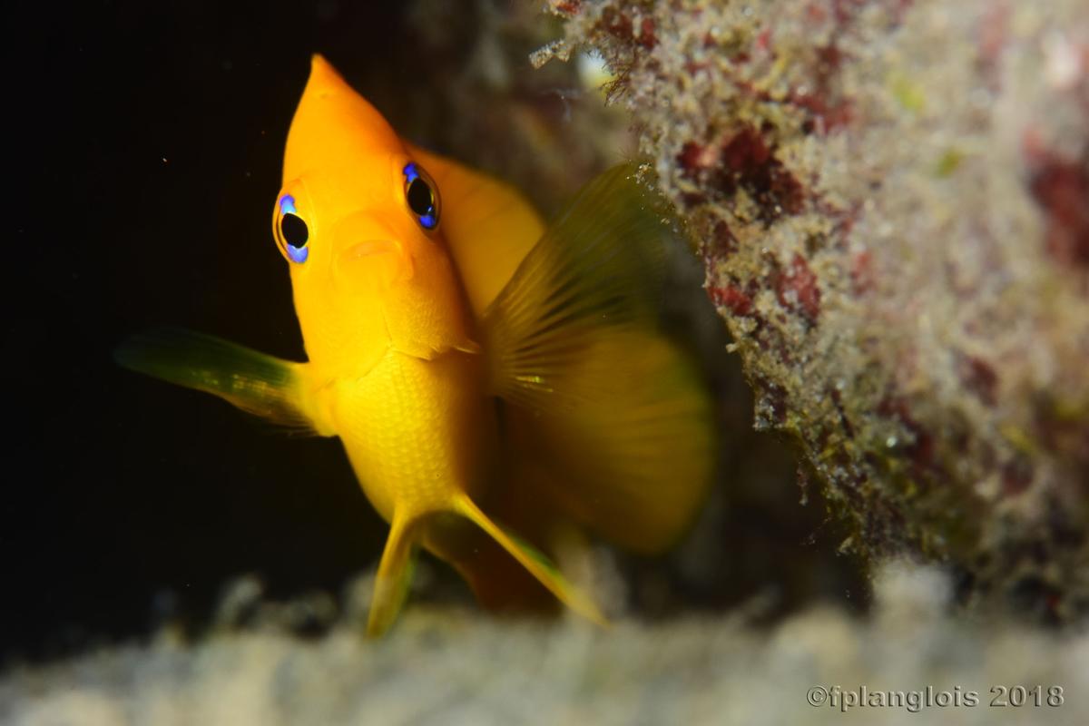 identification d'un poisson jaune martiniquais
