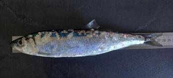 identification d'un poisson sardine ou hareng ?