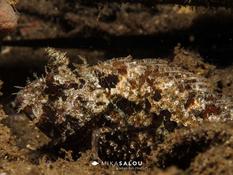 Identification d'un poisson scorpion :)