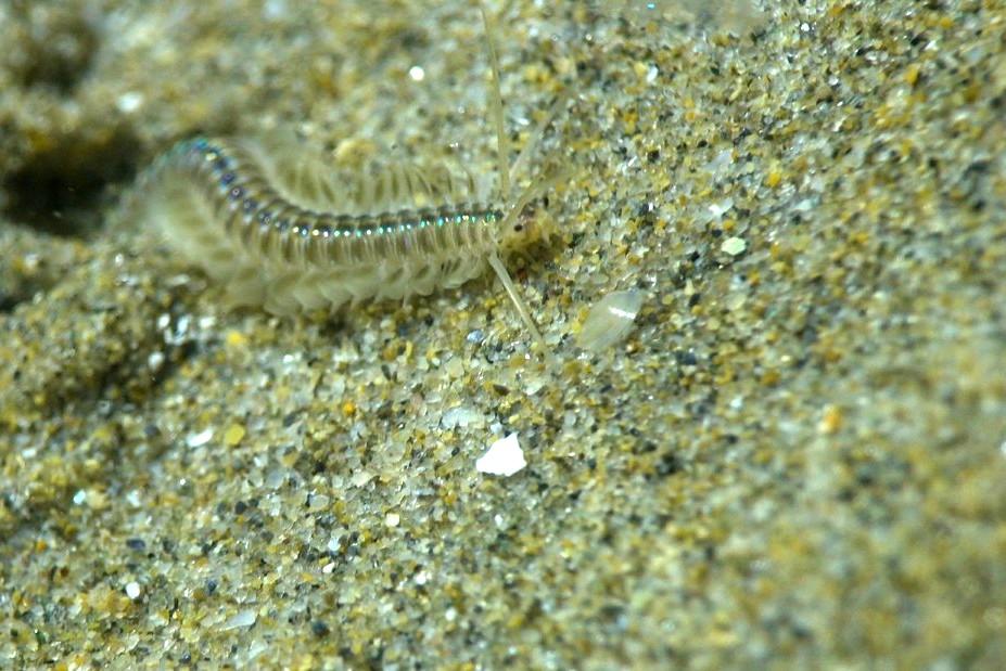 Identification d'un ver sur le sable