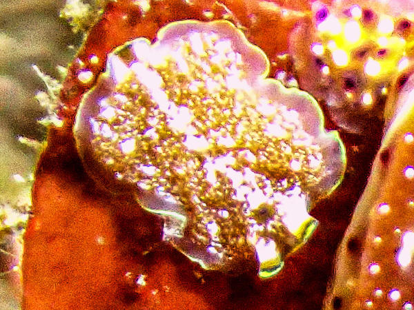 Identification d'un vers 