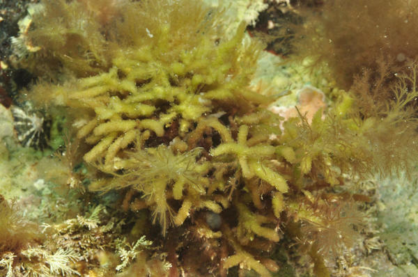 identification d'une algue ?