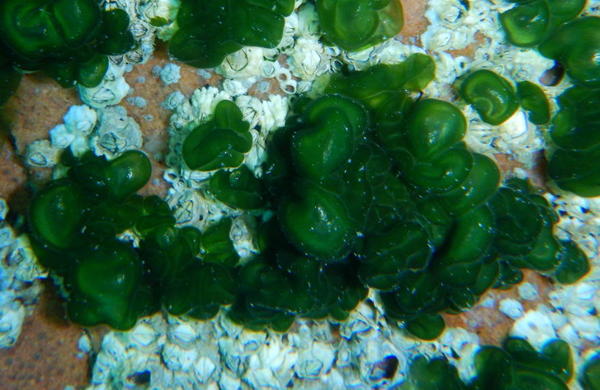 Identification d'une algue