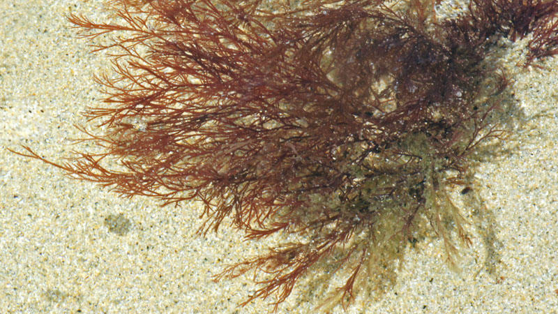 identification d'une algue rouge