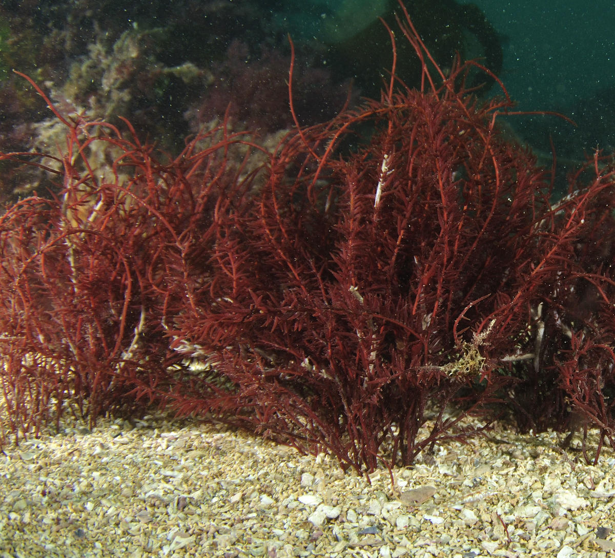 Identification d'une algue rouge?