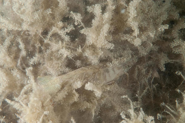 Identification d'une crevette