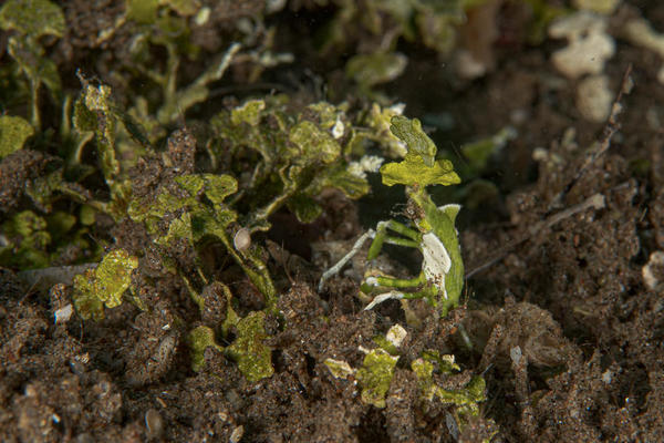 Identification d'une crevette Verte et blanche lors d'une muck-dive. 