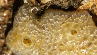 Identification d'une éponge - HYMEDESMIIDAE​ ?