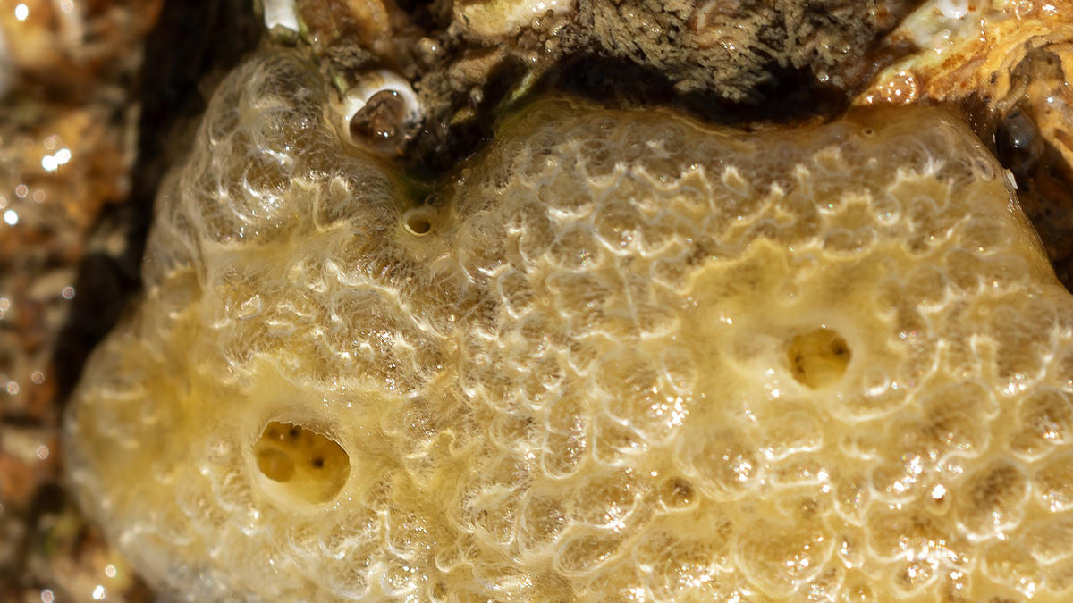 Identification d'une éponge - HYMEDESMIIDAE​ ?