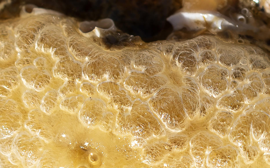 <p>Je joins une photo plus rapprochée afin d'aider à l'identification</p>