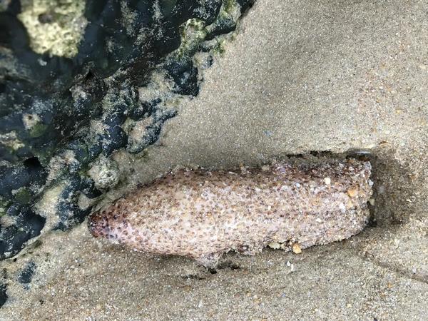 Identification d'une espèce sur la plage
