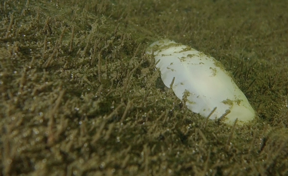 identification d'une limace de mer blanche