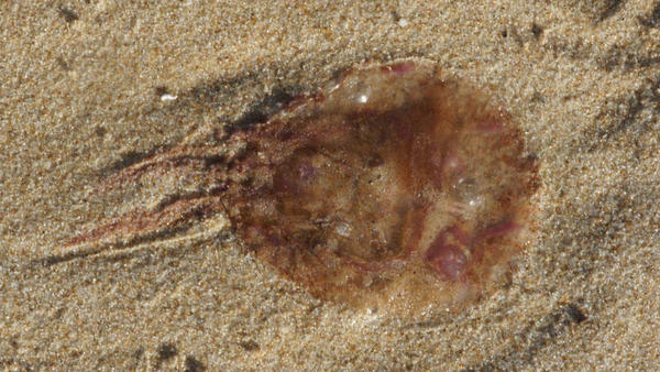Identification d'une méduse