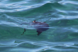 Identification d'une méduse rouge en mer adriatique