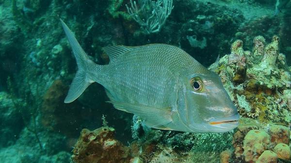 Identification Daubenet