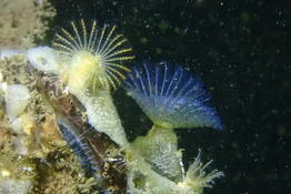 identification de Bispira