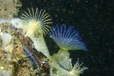 identification de Bispira