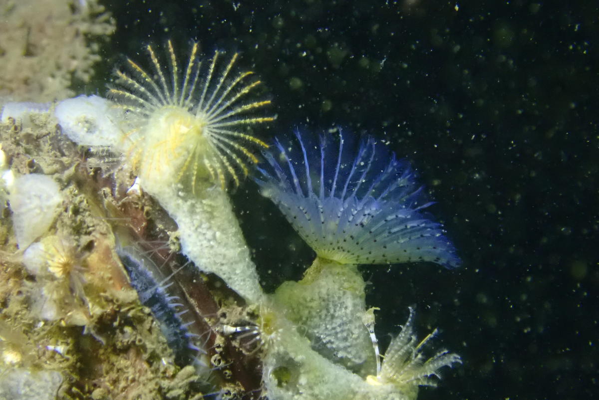identification de Bispira