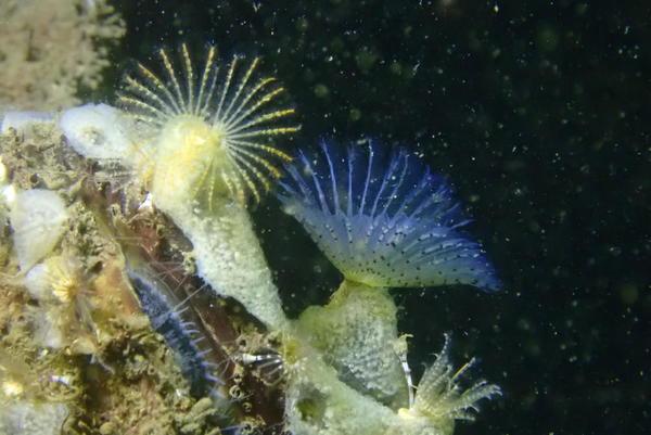 identification de Bispira