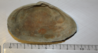 Identification de bivalve