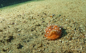 Identification de ce doridien