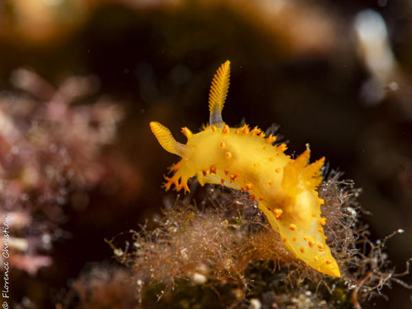 Identification de ce nudi ?