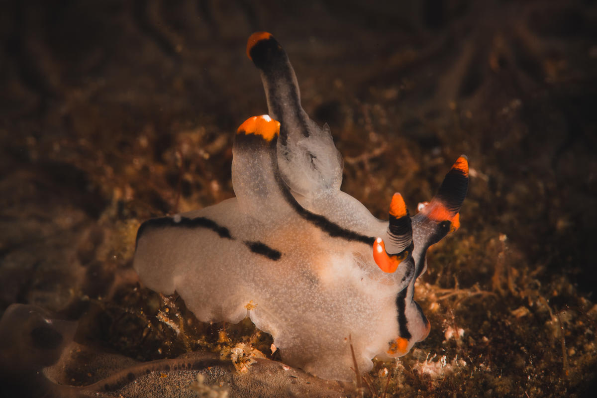 Identification de ce nudibramche