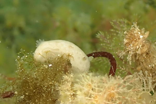 identification de ce nudibranche 