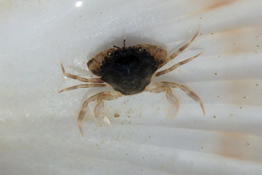 Identification de ce petit crabe ?