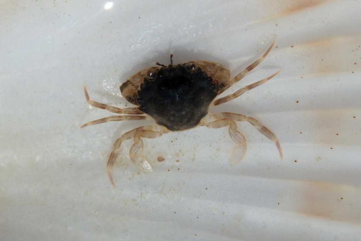 Identification de ce petit crabe ?