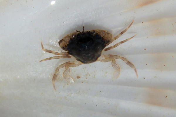 Identification de ce petit crabe ?