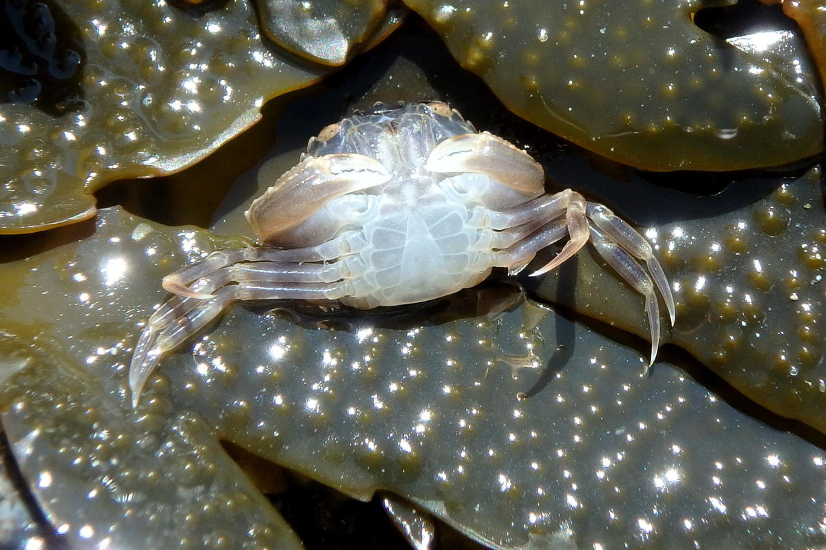 <p>Le même vue en dessous sur un fucus.</p>