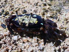 Identification de ce petit crabe aux beaux yeux