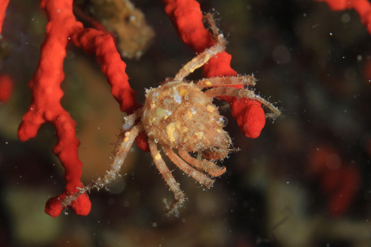 Identification de cette petite araignée de mer