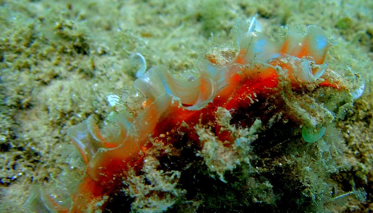 Identification de coquillage
