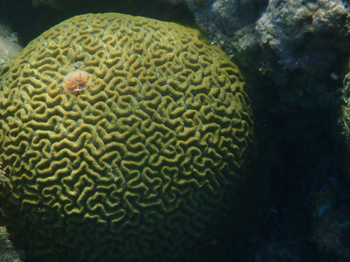 identification de corail ?