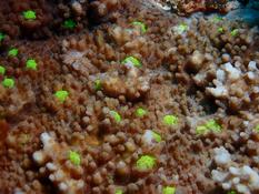 Identification de corail