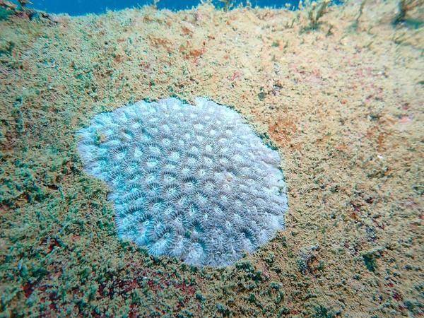 identification de corail