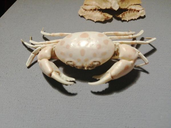 Identification de Crabe