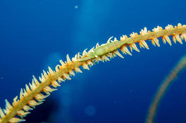 Identification de crevette sur le corail fouet