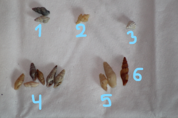 identification de différents coquillages