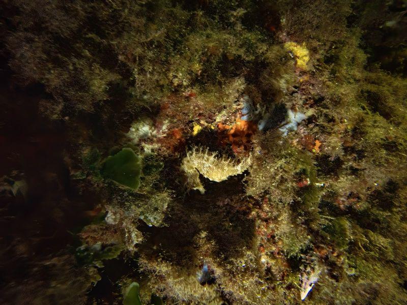 Identification de l 'espèce 