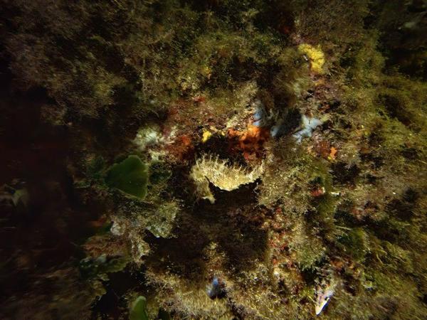 Identification de l 'espèce 