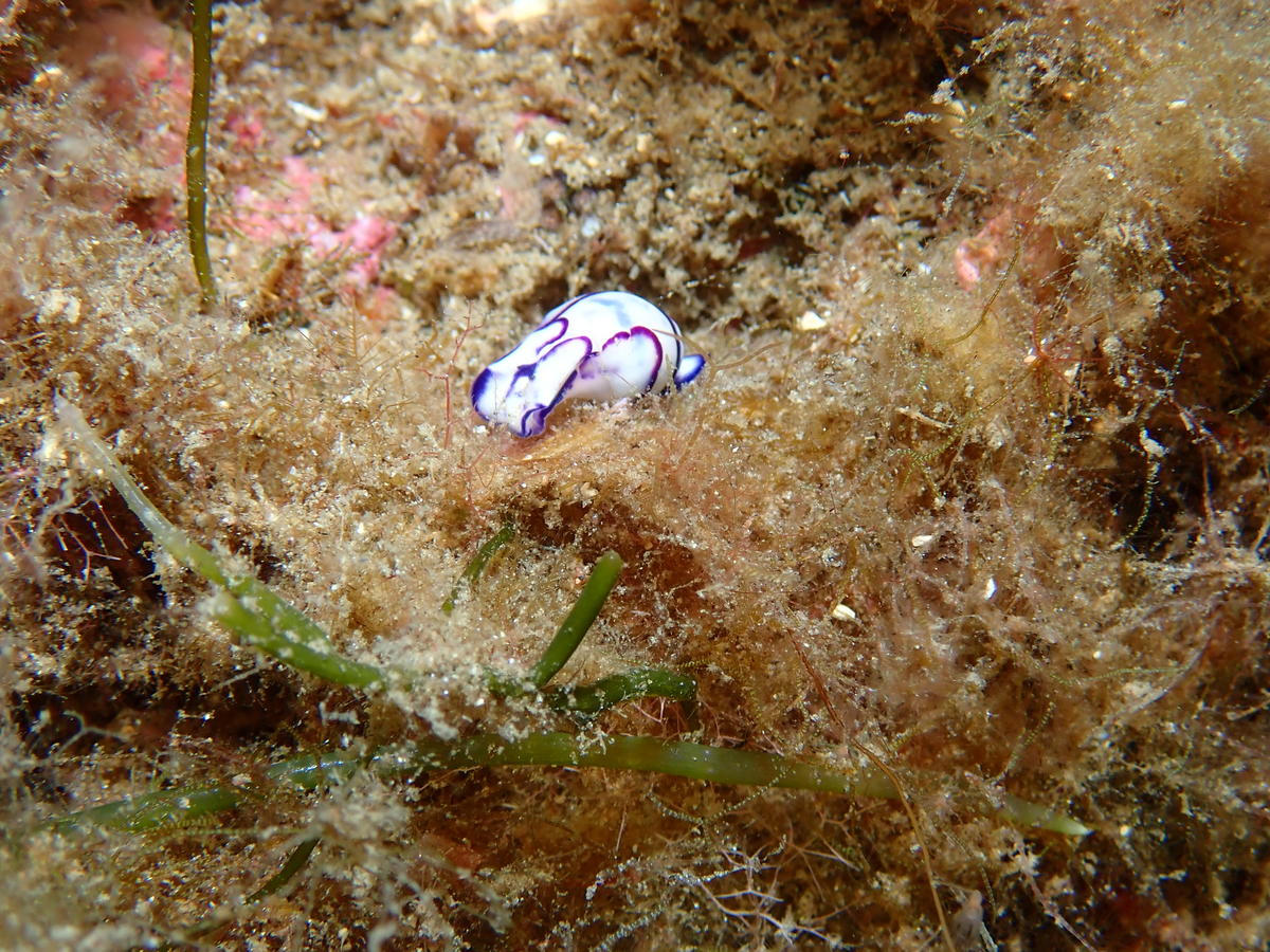 Identification de limace (France, Méditerranée)