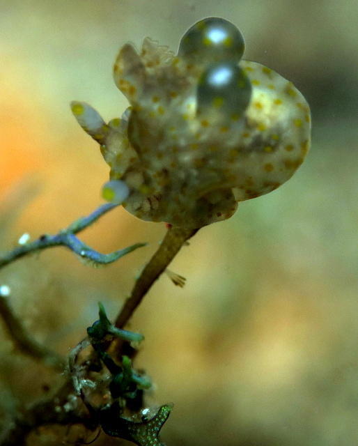 identification de nudi?