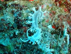 Identification de nudibranche