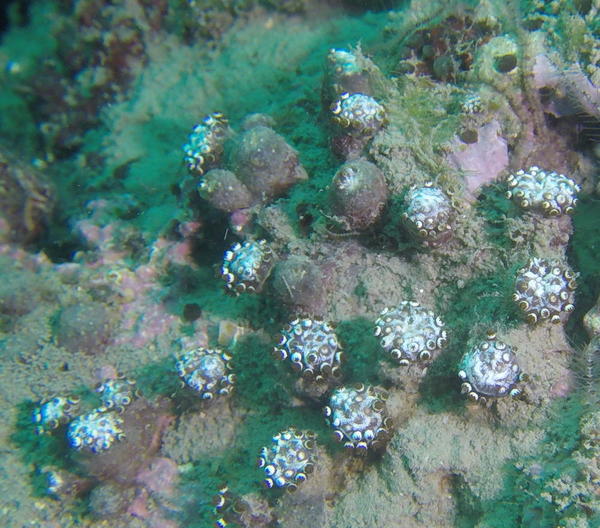 Identification de petites boules "champignon"  Alcyon brun ?