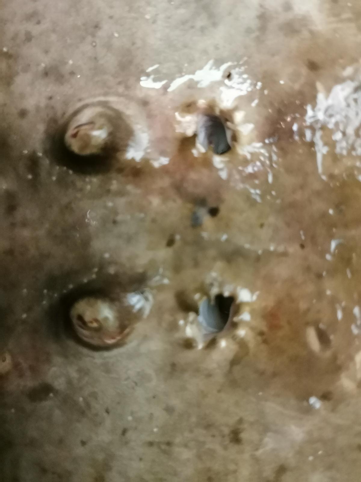 <p>Bonjour, </p><p>Il s'agit bien de <em>Torpedo marmorata</em>, mais ce que l'on pourrait prendre pour des yeux crevés sont les spiracles. Les yeu...