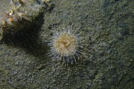 identification de sagartia elegans